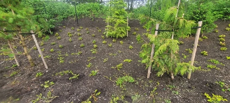 Finished planting overview across the upper landscape bed