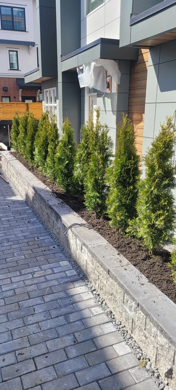 Finished block retaining wall, paver walkway and evergreen planting
